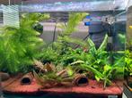 Groep guppy’s, Dieren en Toebehoren, Vissen | Aquariumvissen, Vis, Zoetwatervis