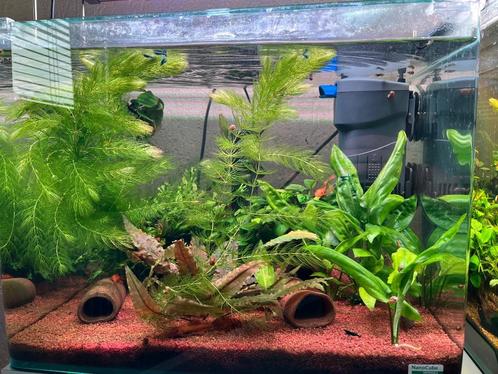 Groep guppy’s, Dieren en Toebehoren, Vissen | Aquariumvissen, Zoetwatervis, Vis