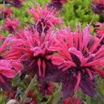 Monarde Feuerschopf, Tuin en Terras, Planten | Struiken en Hagen, Ophalen