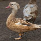mandarijneend blond @ paradijshof, Dieren en Toebehoren, Vrouwelijk, Eend