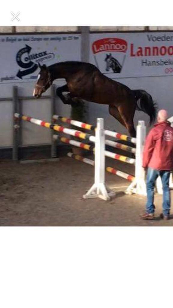 goed gefokte drachtige fokmerrie, Animaux & Accessoires, Chevaux, Jument, Ne s'applique pas, 165 à 170 cm, 7 à 10 ans, Cheval de saut