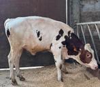 Roodbonte stier uit embryo, Dieren en Toebehoren, Runderen, Mannelijk, 0 tot 2 jaar