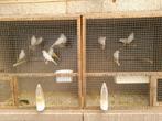 Witte kanaries kopen of ruilen, Dieren en Toebehoren, Vogels | Kanaries