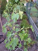 Vijgenstruiken, Ophalen