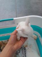 Lapin nain à vendre, Animaux & Accessoires, Plusieurs animaux, Nain, 0 à 2 ans