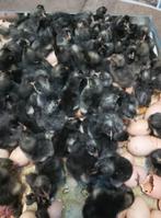 1 Dag kuikens Mechelse koekoek en Poule de Bresse, Dieren en Toebehoren