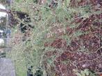 Goji bes struiken 5jr oud (veel productie), Tuin en Terras, Planten | Tuinplanten, Ophalen