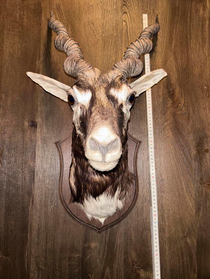 Indische antilope taxidermie, Verzamelen, Dierenverzamelingen, Nieuw, Gewei of Kop, Hert, Ophalen