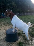 Stamboek Boergeit bok te koop, Dieren en Toebehoren, Mannelijk, Geit, 0 tot 2 jaar