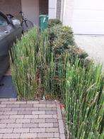 Gratis Japanse holpijp (Equisetum Japonicum), Enlèvement, Ne fleurit pas, Plante fixe, Plantes de bassin