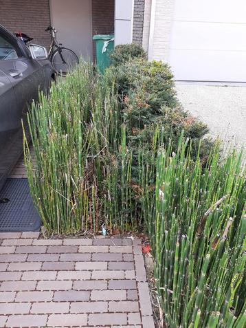 Gratis Japanse holpijp (Equisetum Japonicum) beschikbaar voor biedingen