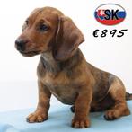Teckel - Kortharige bruine pups te koop, 15 weken tot 1 jaar, CDV (hondenziekte), Meerdere, Reu