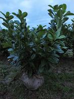 Laurierplanten, Tuin en Terras, Ophalen of Verzenden, Laurier