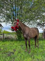Mooie merrie Mila, Dieren en Toebehoren, Gechipt, Merrie, 7 tot 10 jaar, D pony (1.37m tot 1.48m)