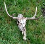trophée elan chasse deco chalet taxidermie bois cerf crâne, Antiquités & Art, Enlèvement