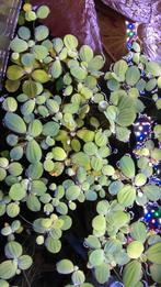 Drijfplantjes Aquarium, Dieren en Toebehoren, Ophalen, Zo goed als nieuw