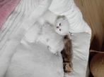 Raszuivere Brits Korthaar kittentjes, Meerdere dieren, Gechipt, 0 tot 2 jaar