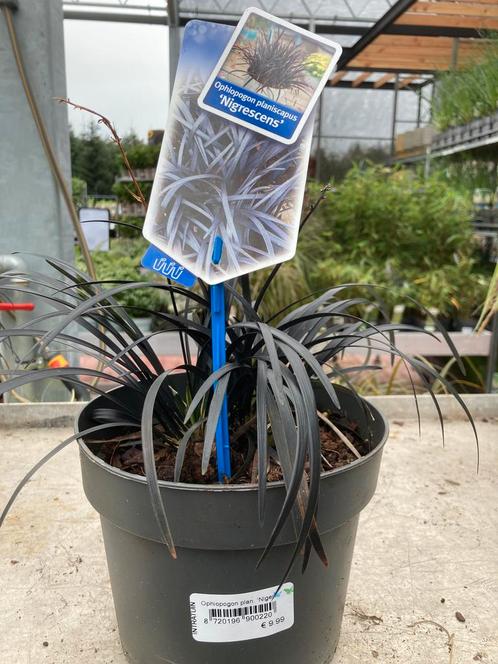 Ophiopogon Niger ( zwart siergras ), Jardin & Terrasse, Plantes | Jardin, Graminées ornementales, Enlèvement