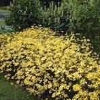 Coreopsis moonbeam, Tuin en Terras, Planten | Tuinplanten, Ophalen