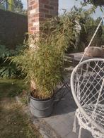 Bamboe farnesia, Tuin en Terras, Ophalen, In pot