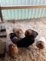 top kwaliteit araucana legklaar 4+1 GRATIS 100% hennen, Vrouwelijk, Kip