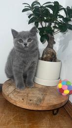 Britse korthaar kitten mannetje (ANTWERPEN), Dieren en Toebehoren, Katten en Kittens | Raskatten | Korthaar, Kater, Gechipt, 0 tot 2 jaar
