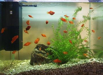 Complete Superfish Aquarium Set (aquarium, meubel, filters) beschikbaar voor biedingen