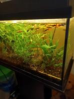 Guppys,mooi gekleurd 12 stuks, Dieren en Toebehoren, Vissen | Aquaria en Toebehoren, Ophalen