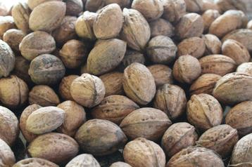 20kg verse (zwarte) walnoten beschikbaar voor biedingen