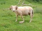 Bélier Whiltshire 14 mois, Animaux & Accessoires, Moutons, Chèvres & Cochons, Mouton, Mâle, 0 à 2 ans