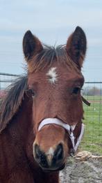 Trekpaardveulens, Dieren en Toebehoren, Paarden, Minder dan 160 cm, Niet van toepassing, 0 tot 2 jaar, Meerdere dieren