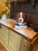 Borgi’s te koop, Particulier, Parvovirose, Autres races, 8 à 15 semaines