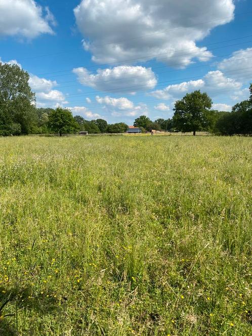 Paddock Paradise, Dieren en Toebehoren, Paarden