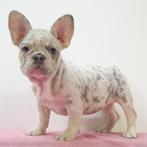 Franse Bulldog - teefjes - pups te koop, Dieren en Toebehoren, Honden | Chihuahua's en Gezelschapshonden, 15 weken tot 1 jaar