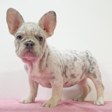 Franse Bulldog - teefjes - pups te koop beschikbaar voor biedingen