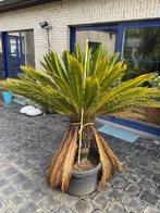 Cycas Revoluta, Ophalen