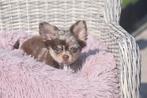 Chihuahua pups keuze uit kort en langhaar, België, 15 weken tot 1 jaar, Reu, CDV (hondenziekte)