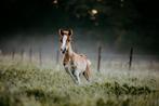 C-pony merrieveulen BRP, Dieren en Toebehoren, Pony's, Merrie