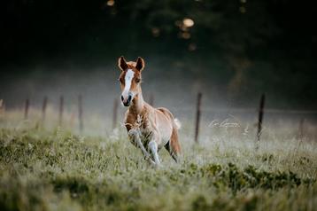 C-pony merrieveulen BRP beschikbaar voor biedingen