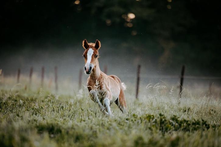 C-pony merrieveulen BRP, Dieren en Toebehoren, Pony's, Merrie