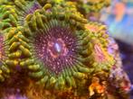 Zoanthus , Montipora,koraal,zeeaquarium,buttons, Dieren en Toebehoren, Overige typen