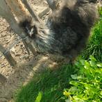 Haantje, Dieren en Toebehoren, Pluimvee, Mannelijk, Kip