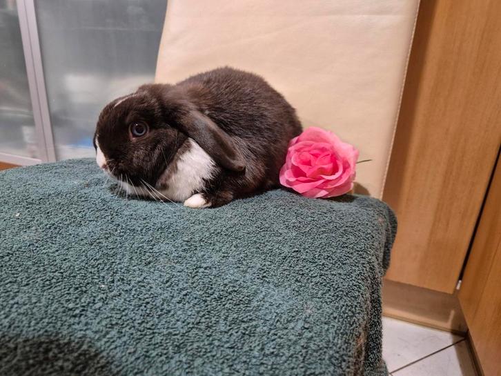 Super mooie choco bont Minilop voedster met stamboom, Animaux & Accessoires, Lapins, Nain, Femelle, 0 à 2 ans, Oreilles tombantes