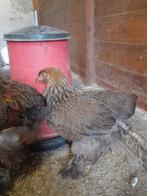 Brahma goudpatrijs hen, Dieren en Toebehoren, Pluimvee