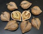 Hartnoot noten met een heerlijke wat honingachtig smaak, Tuin en Terras, Vaste plant, Fruitplanten, Ophalen of Verzenden, Lente