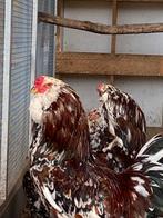 Koppel orloff groothoenders, Dieren en Toebehoren, Pluimvee