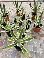 Agave, Tuin en Terras, Planten | Tuinplanten, Ophalen, Vaste plant, Overige soorten, Halfschaduw