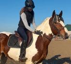 Knappe E pony - Klinisch en RX goedgekeurd, Hongre, Débourré