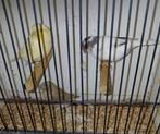 glosters te koop, Dieren en Toebehoren, Vogels | Kanaries, Meerdere dieren, Postuurkanarie