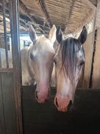 2 pony's, Dieren en Toebehoren
